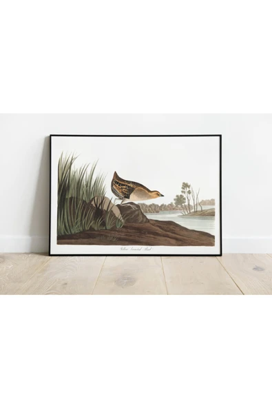 Pegziz Kuş Türleri Sanatsal Duvar Dekorasyon Poster 60x90cm. ürün görseli 1
