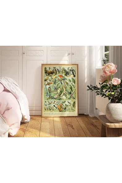 Pegziz Kuş Çeşitleri Vintage Sanatsal Poster 50x70cm. ürün görseli 1