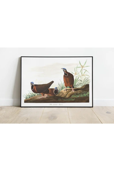 Pegziz Kuş Türleri Sanatsal Duvar Dekorasyon Poster 60x90cm. ürün görseli 1
