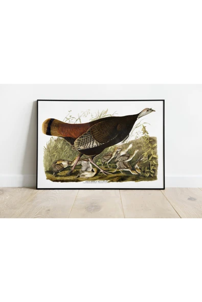 Pegziz Kuş Türleri Sanatsal Duvar Dekorasyon Poster 60x90cm. ürün görseli 1