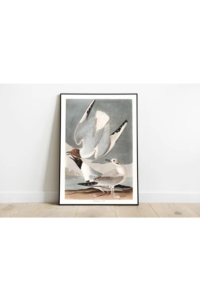 Pegziz Kuş Türleri Sanatsal Duvar Dekorasyon Poster 60x90cm. ürün görseli 1