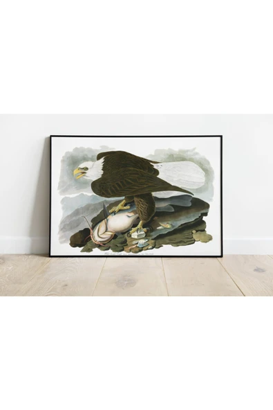 Pegziz Kuş Türleri Sanatsal Duvar Dekorasyon Poster 60x90cm. ürün görseli 1