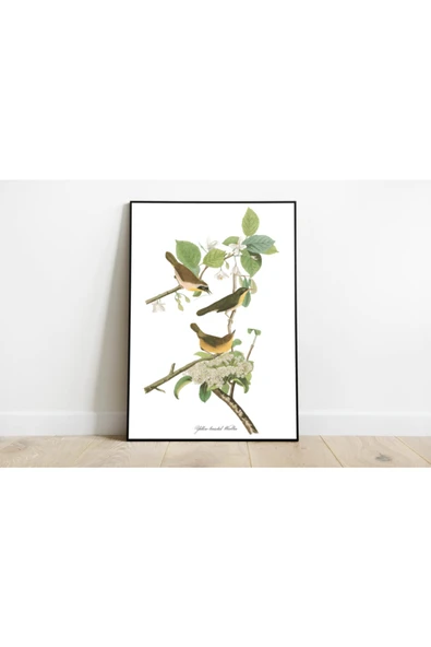 Pegziz Kuş Türleri Sanatsal Duvar Dekorasyon Poster 60x90cm. ürün görseli 1