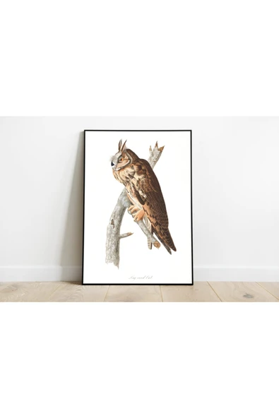 Pegziz Kuş Türleri Sanatsal Duvar Dekorasyon Poster 60x90cm. ürün görseli 1
