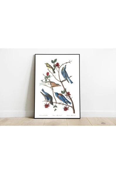 Pegziz Kuş Türleri Sanatsal Duvar Dekorasyon Poster 60x90cm. ürün görseli 1
