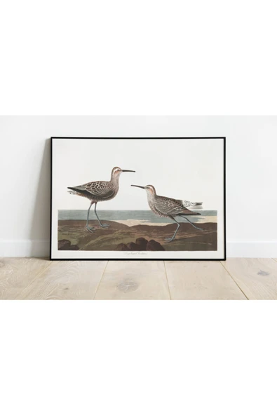 Pegziz Kuş Türleri Sanatsal Duvar Dekorasyon Poster 60x90cm. ürün görseli 1