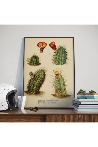 Pegziz Kaktüs Bitkisi Sanatsal Duvar Dekorasyon Poster 60x90cm. ürün görseli 1