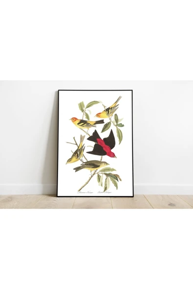 Pegziz Kuş Türleri Sanatsal Duvar Dekorasyon Poster 60x90cm. ürün görseli 1