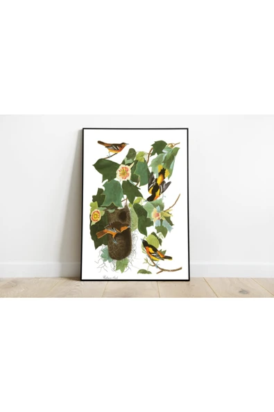 Pegziz Kuş Türleri Sanatsal Duvar Dekorasyon Poster 60x90cm. ürün görseli 1