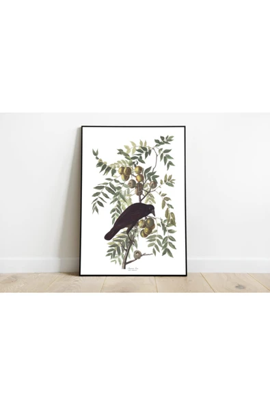 Pegziz Kuş Türleri Sanatsal Duvar Dekorasyon Poster 60x90cm. ürün görseli 1
