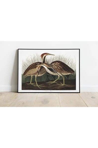 Pegziz Kuş Türleri Sanatsal Duvar Dekorasyon Poster 60x90cm. ürün görseli 1