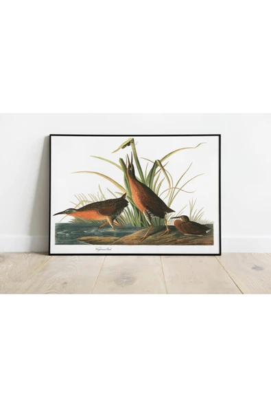 Pegziz Kuş Türleri Sanatsal Duvar Dekorasyon Poster 60x90cm. ürün görseli 1