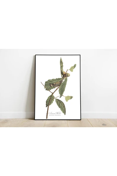 Pegziz Kuş Türleri Sanatsal Duvar Dekorasyon Poster 60x90cm. ürün görseli 1