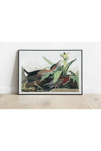 Pegziz Kuş Türleri Sanatsal Duvar Dekorasyon Poster 60x90cm. ürün görseli 1