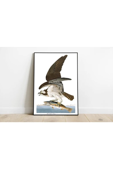 Pegziz Kuş Türleri Sanatsal Duvar Dekorasyon Poster 60x90cm. ürün görseli 1