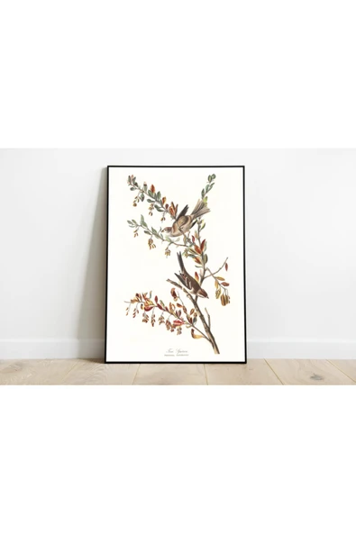 Pegziz Kuş Türleri Sanatsal Duvar Dekorasyon Poster 60x90cm. ürün görseli 1