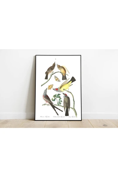 Pegziz Kuş Türleri Sanatsal Duvar Dekorasyon Poster 60x90cm. ürün görseli 1