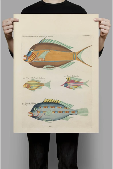 Pegziz Balıklar Sanatsal Duvar Dekorasyon Poster 60x90cm. ürün görseli 1