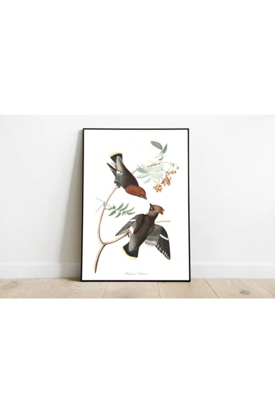 Pegziz Kuş Türleri Sanatsal Duvar Dekorasyon Poster 60x90cm. ürün görseli 1