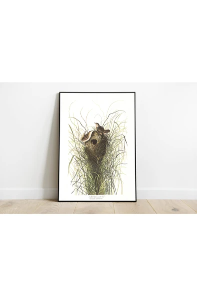Pegziz Kuş Türleri Sanatsal Duvar Dekorasyon Poster 60x90cm. ürün görseli 1