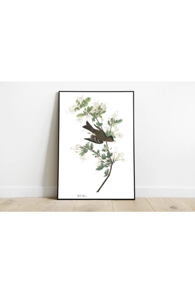 Pegziz Kuş Türleri Sanatsal Duvar Dekorasyon Poster 60x90cm. ürün görseli 1