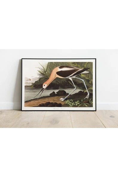 Pegziz Kuş Türleri Sanatsal Duvar Dekorasyon Poster 60x90cm. ürün görseli 1