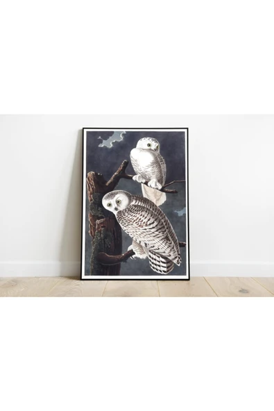 Pegziz Kuş Türleri Sanatsal Duvar Dekorasyon Poster 60x90cm. ürün görseli 1
