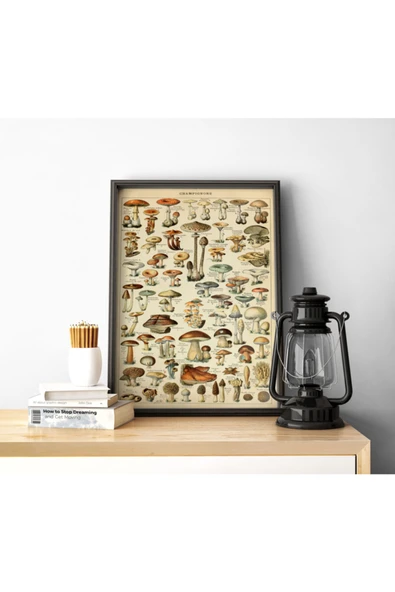 Pegziz Mantar Çeşitleri Sanatsal Duvar Dekorasyon Poster 40x50cm. ürün görseli 1