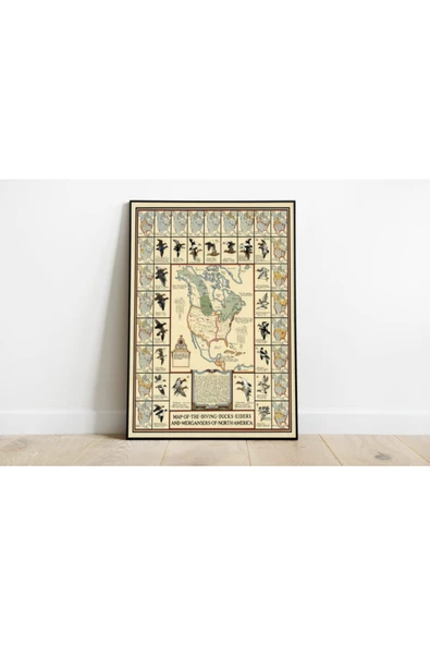 Pegziz Kuzey Amerika Ördek Türleri Haritası Sanatsal Duvar Dekorasyon Poster 60x90cm. ürün görseli 1