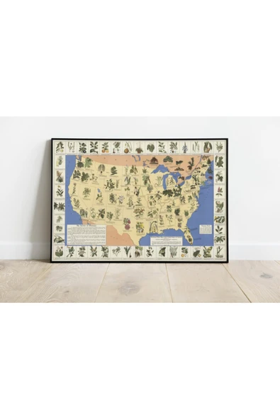 Pegziz Amerika Medikal Bitki Türleri Haritası Sanatsal Duvar Dekorasyon Poster 60x90cm. ürün görseli 1