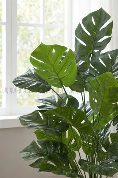 philodendron white wave giftig für katzen Pilea Ufopflanze kaufen – Green Me Up main image 0