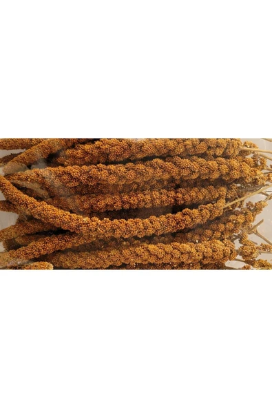VİVİD BİRD Kızıl Dal Darı 500 gr ürün görseli 1