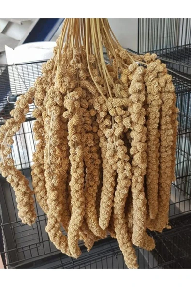 VİVİD BİRD Sarı Dal Darı 500gr ürün görseli 1