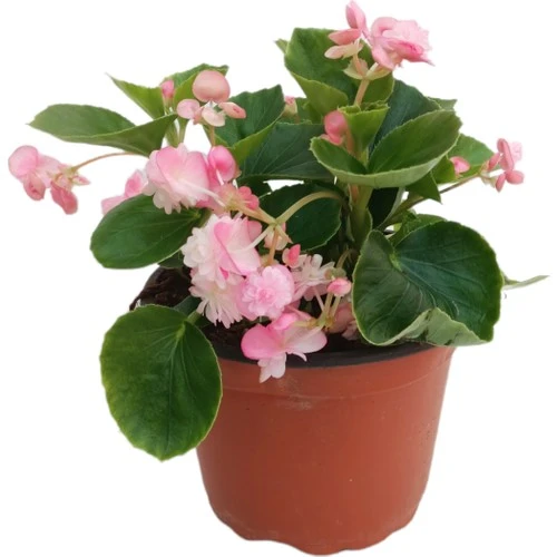 Begonia (Begonya Çiçeği) Açık Pembe 10-20 cm ürün görseli 1