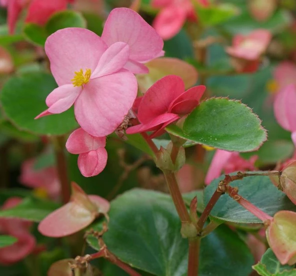 Begonia (Begonya Çiçeği) Fuşya 10-20 cm ürün görseli 1
