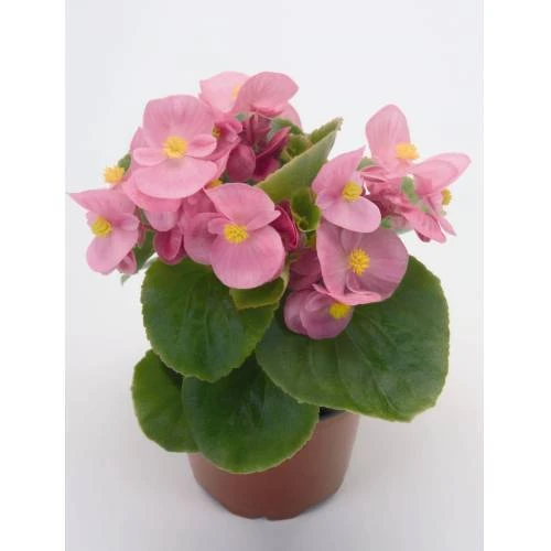 Begonya Çiçeği Fidesi 10-20 cm Pembe Renk ürün görseli 1