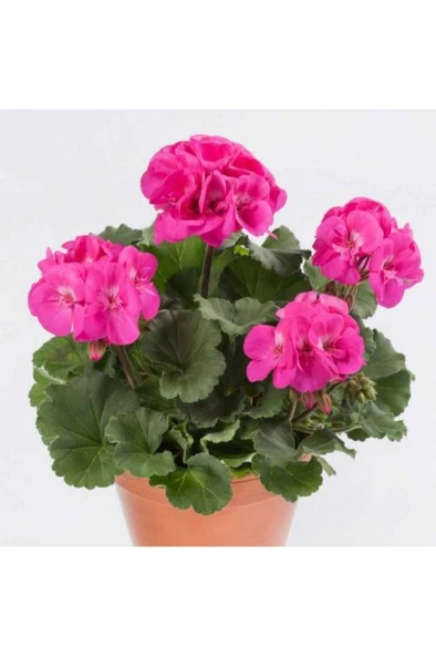 Begonia Fidanı (Begonya Çiçeği) Fidanı Fuşya 10-20 cm ürün görseli 1