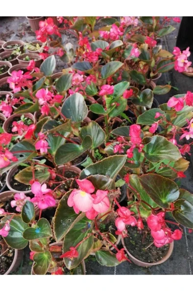 Begonya Çiçeği Yağlı Begonia Thurstonii 10-20 Cm ürün görseli 1