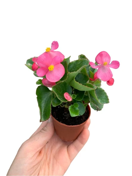 Begonia (Begonya Çiçeği) Açık Pembe 10-20 cm ürün görseli 1