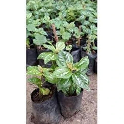 Alüminyum Çiçeği Gümüş Karyağdı Begonya Fidanı 10-20 cm ürün görseli 1
