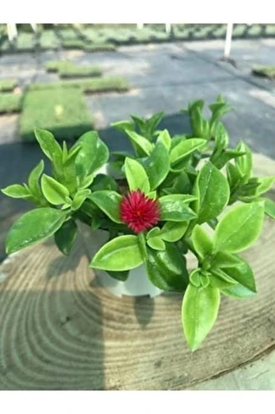Buz Çiçeği Pilea Bitkisi Şeker Begonya Kırmızı 3 Çiçek 10-20 cm ürün görseli 1