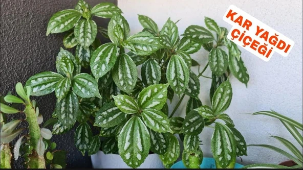 Gümüs Karyağdı Begonya Alüminyum Çiçeği 10-20 Cm ürün görseli 1