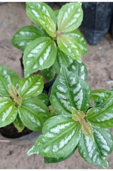 Kar yağdı Gümüş Begonya Silver Begonia 10-20 cm ürün görseli 1