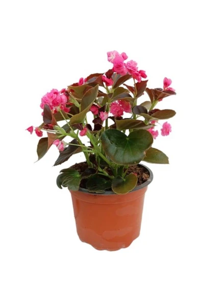 Begonia (Begonya Çiçeği) Pembe 10-20 cm - Resim 2