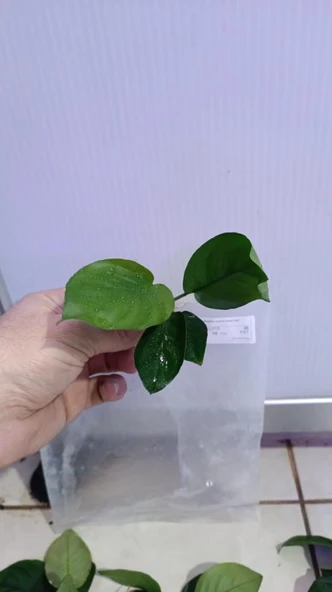 Canlı Bitki L013 Anubias barteri broad leaf - Resim 3