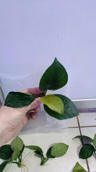 Canlı Bitki L013 Anubias barteri broad leaf - Resim 6
