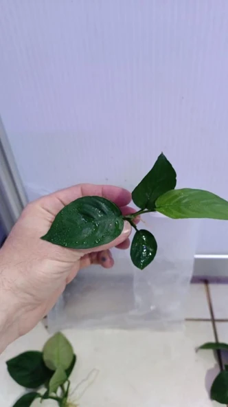 Canlı Bitki L013 Anubias barteri broad leaf - Resim 8