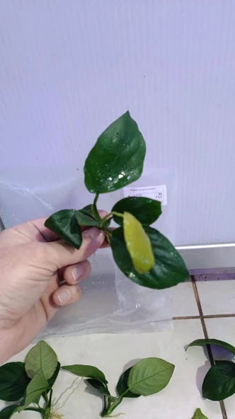 Canlı Bitki L013 Anubias barteri broad leaf - Resim 5