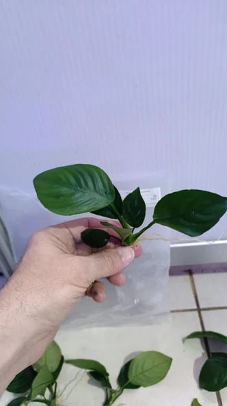 Canlı Bitki L013 Anubias barteri broad leaf - Resim 7