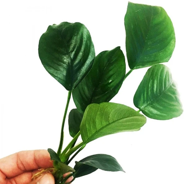 Canlı Bitki L013 Anubias barteri broad leaf ürün görseli 1